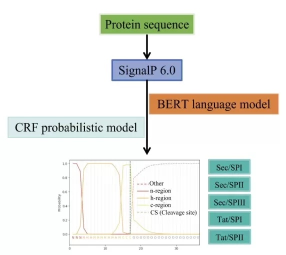 The workflow of SP prediction using SignalP 6.0.